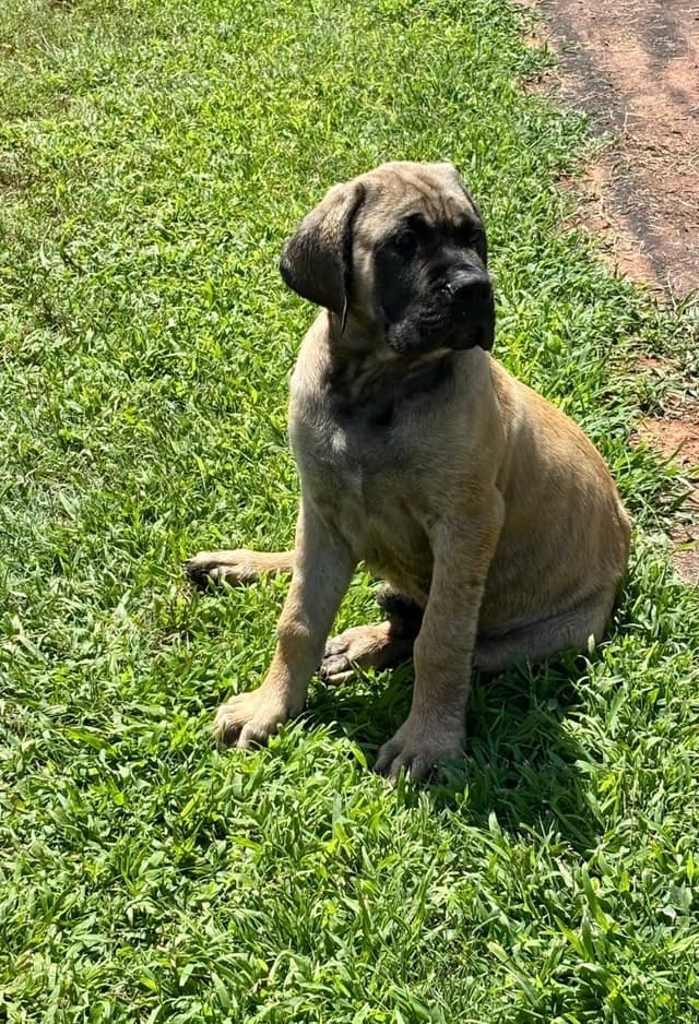 Mastiff Puppies media 7