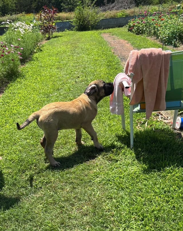 Mastiff Puppies media 8