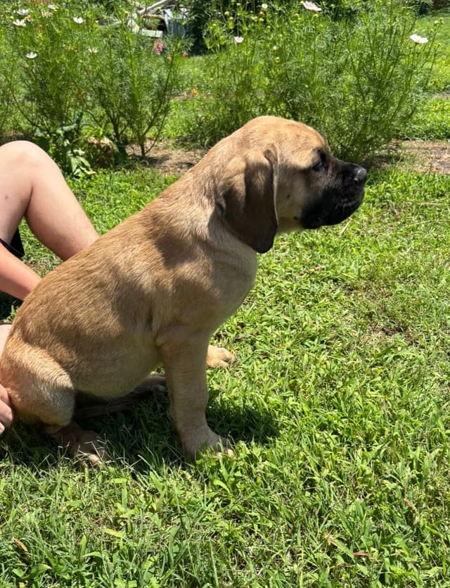 Mastiff Puppies media 9