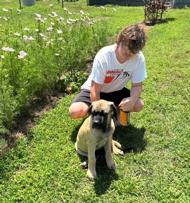 Mastiff Puppies media 10