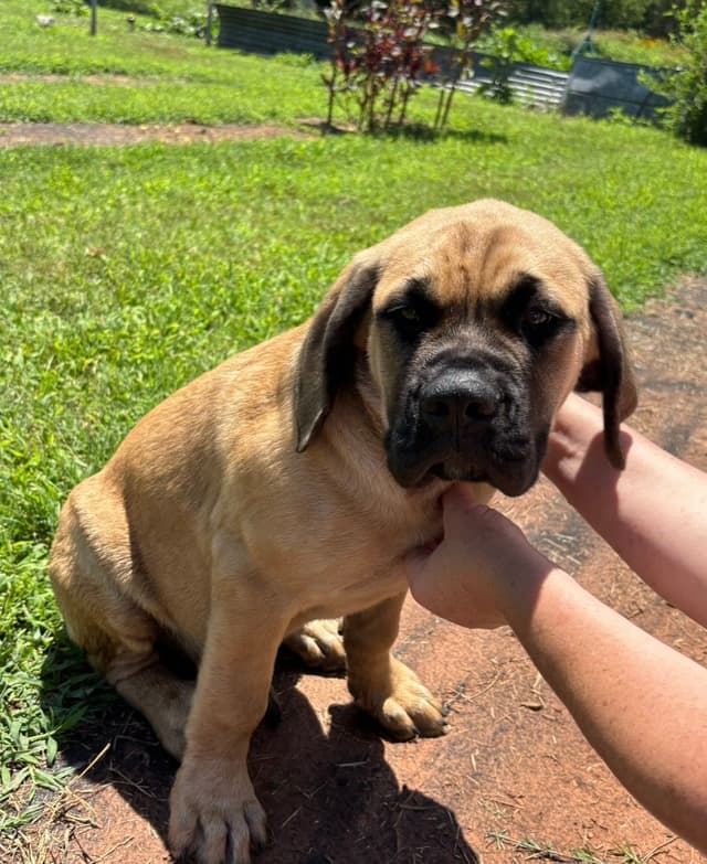 Mastiff Puppies media 11
