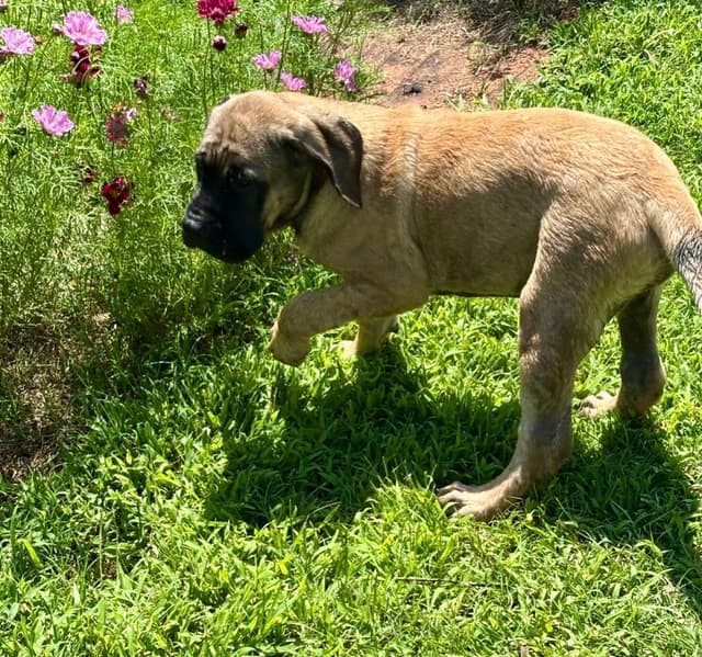 Mastiff Puppies media 13