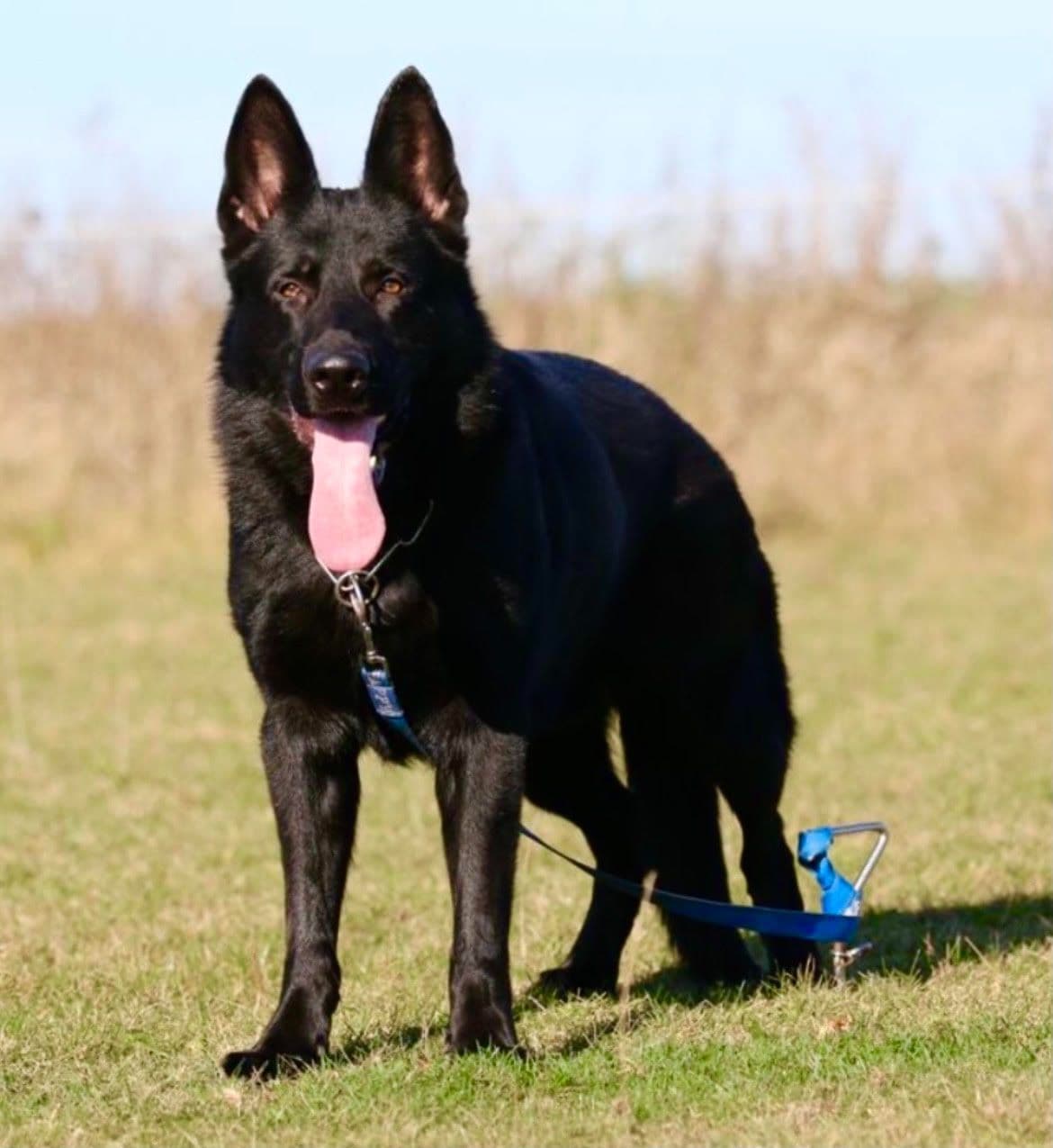 Top Working Bloodline German Shepherd Puppies breeder image 11
