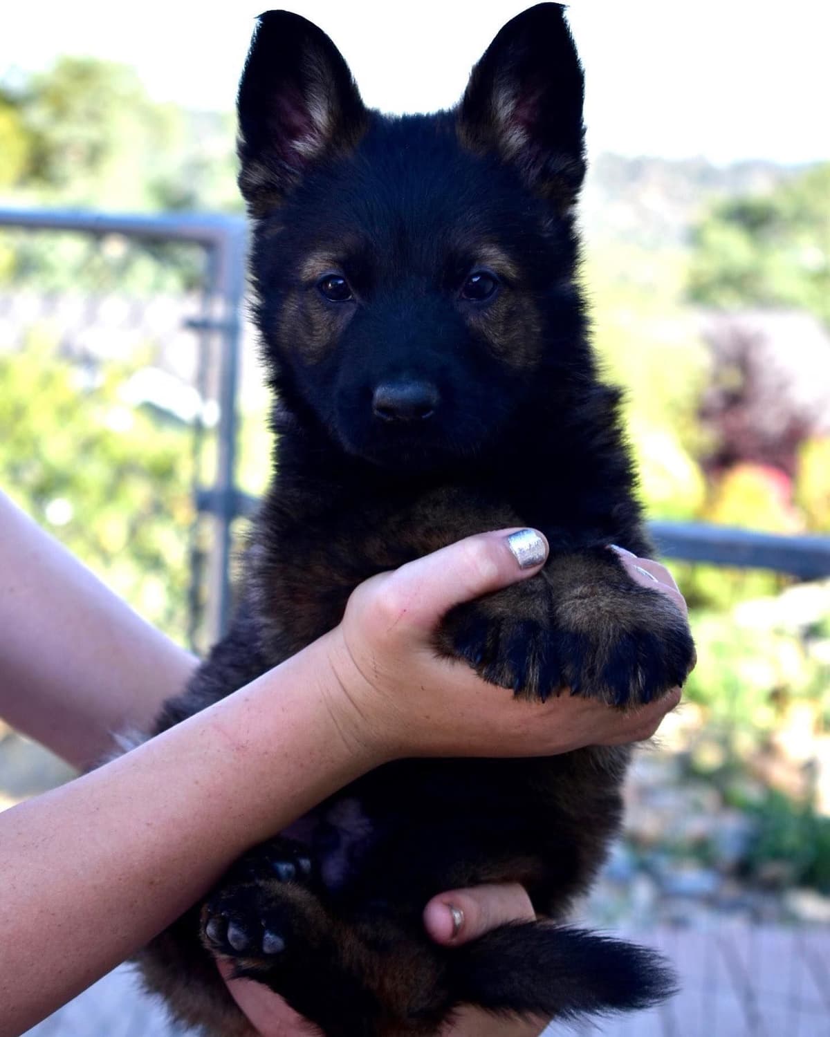 Top Working Bloodline German Shepherd Puppies breeder image 12