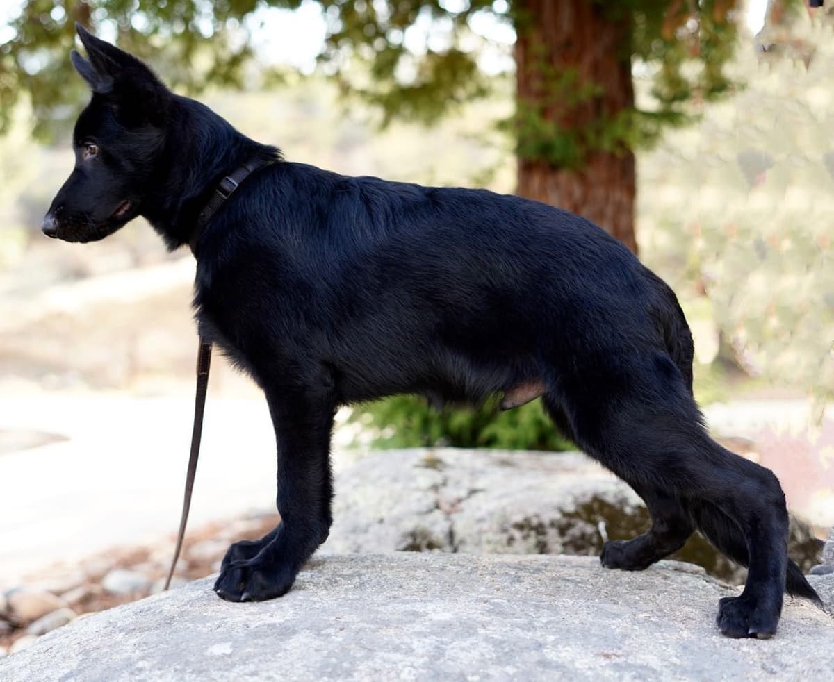 Top Working Bloodline German Shepherd Puppies breeder image 13