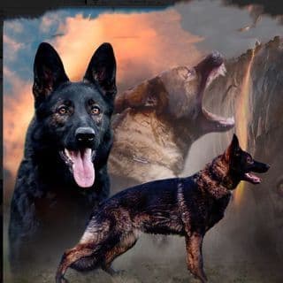 Top Working Bloodline German Shepherd Puppies breeder image 6