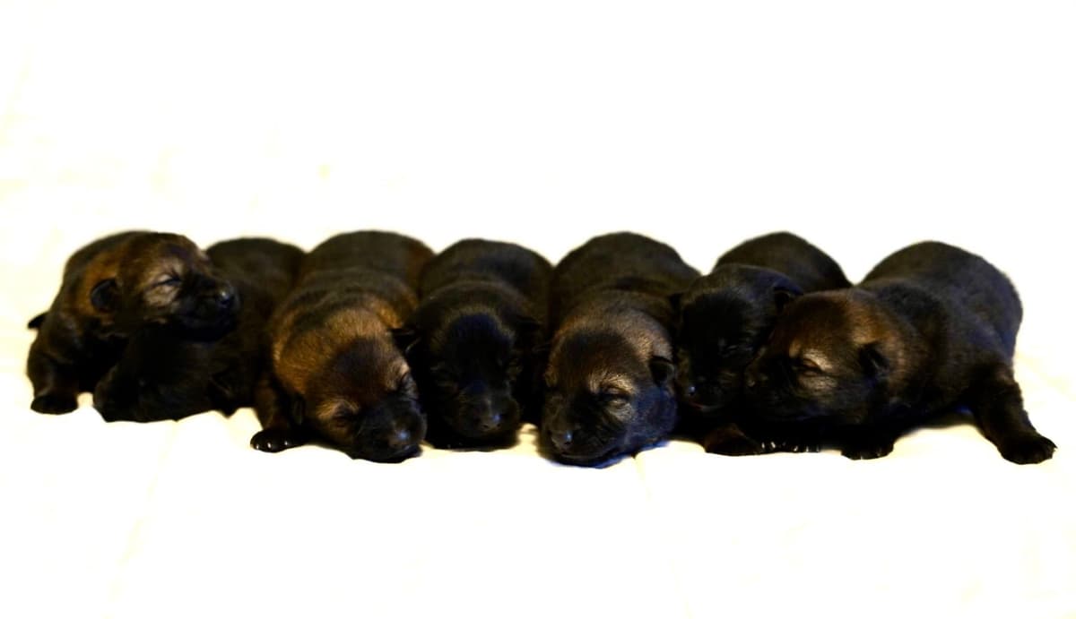 Top Working Bloodline German Shepherd Puppies breeder image 14