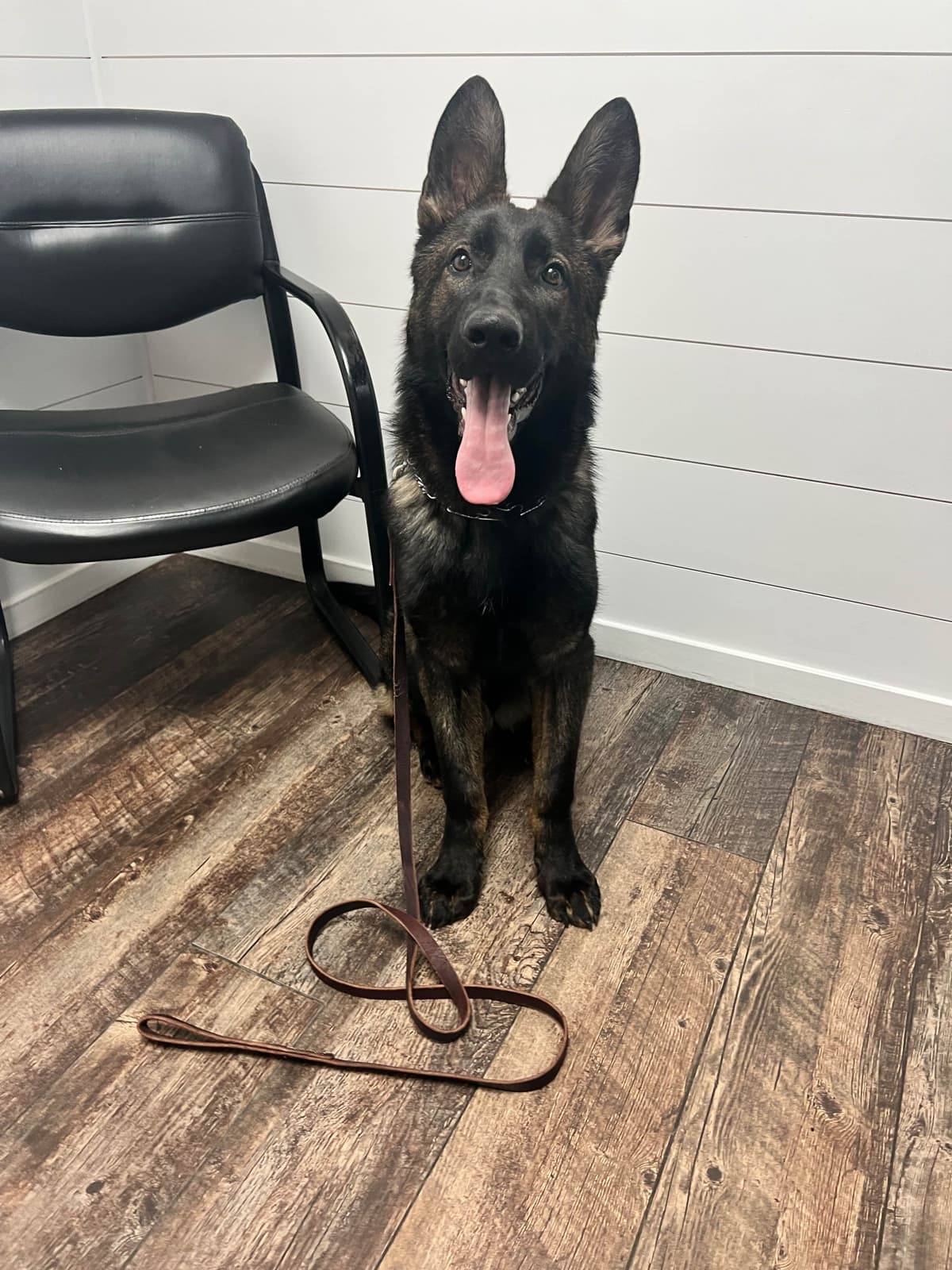 Top Working Bloodline German Shepherd Puppies breeder image 15