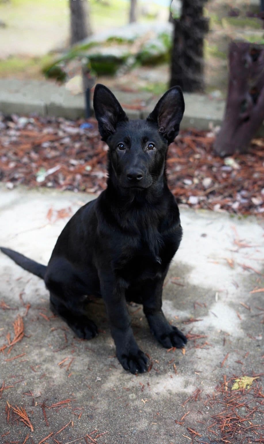 Top Working Bloodline German Shepherd Puppies breeder image 16