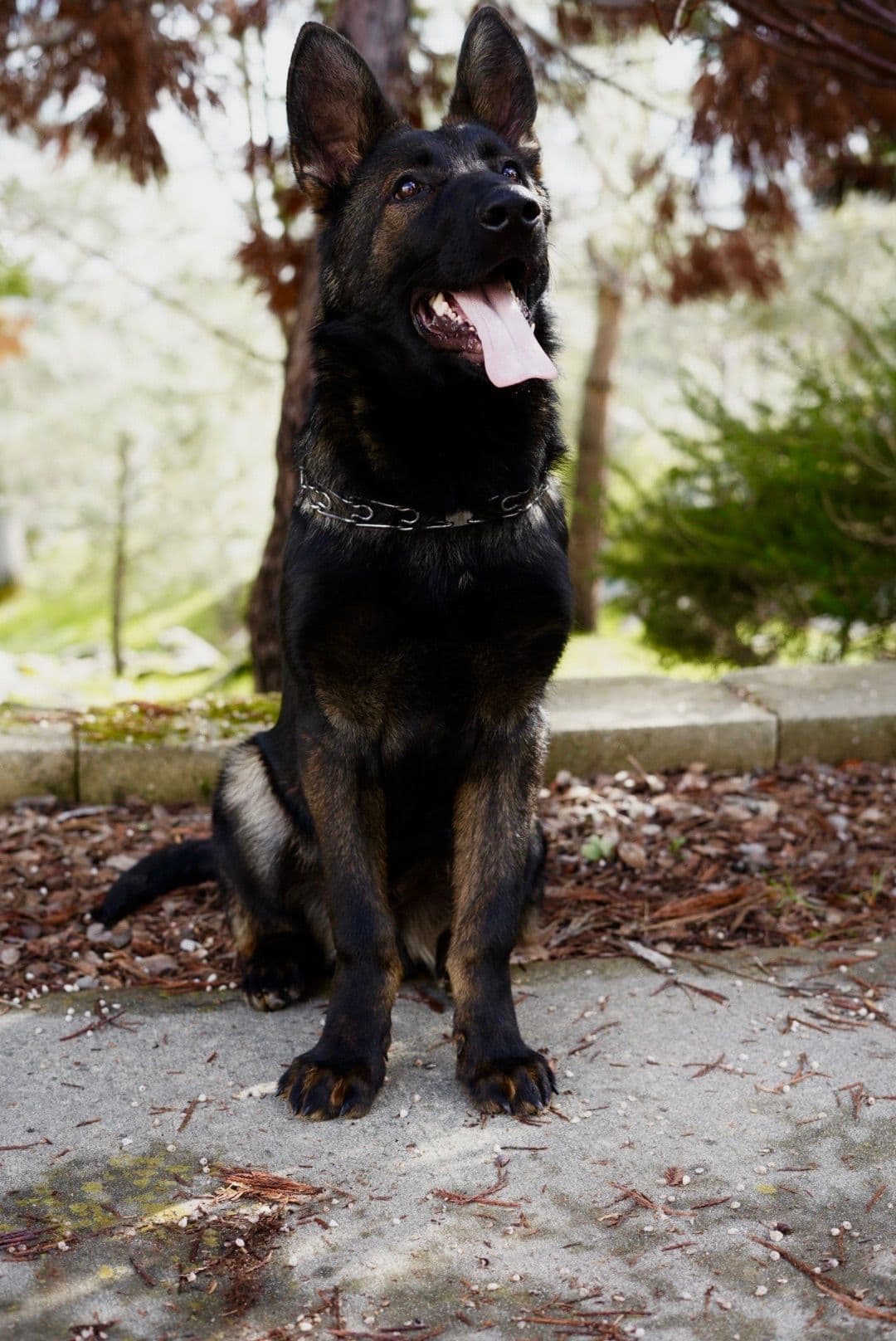 Top Working Bloodline German Shepherd Puppies breeder image 17