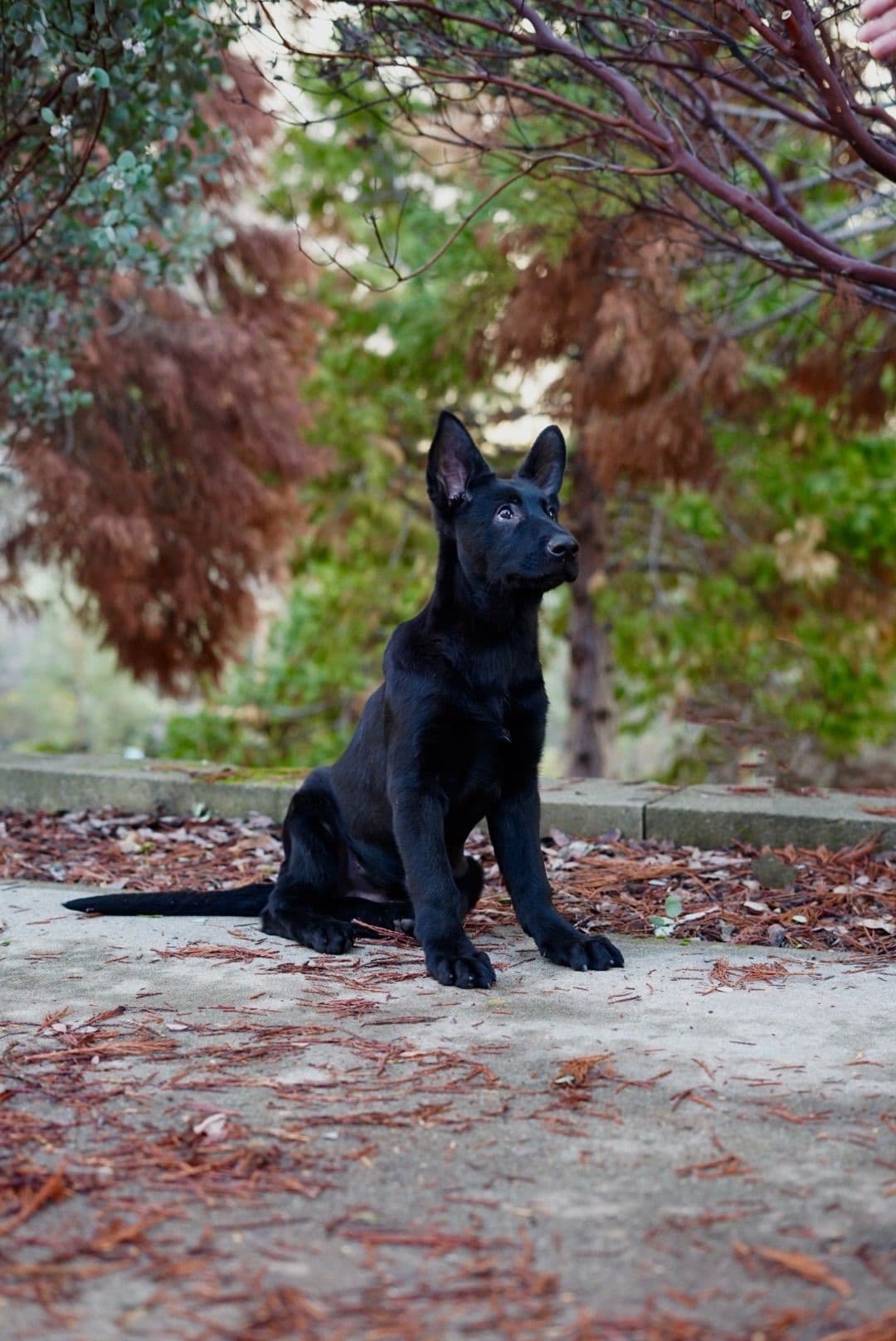 Top Working Bloodline German Shepherd Puppies breeder image 18