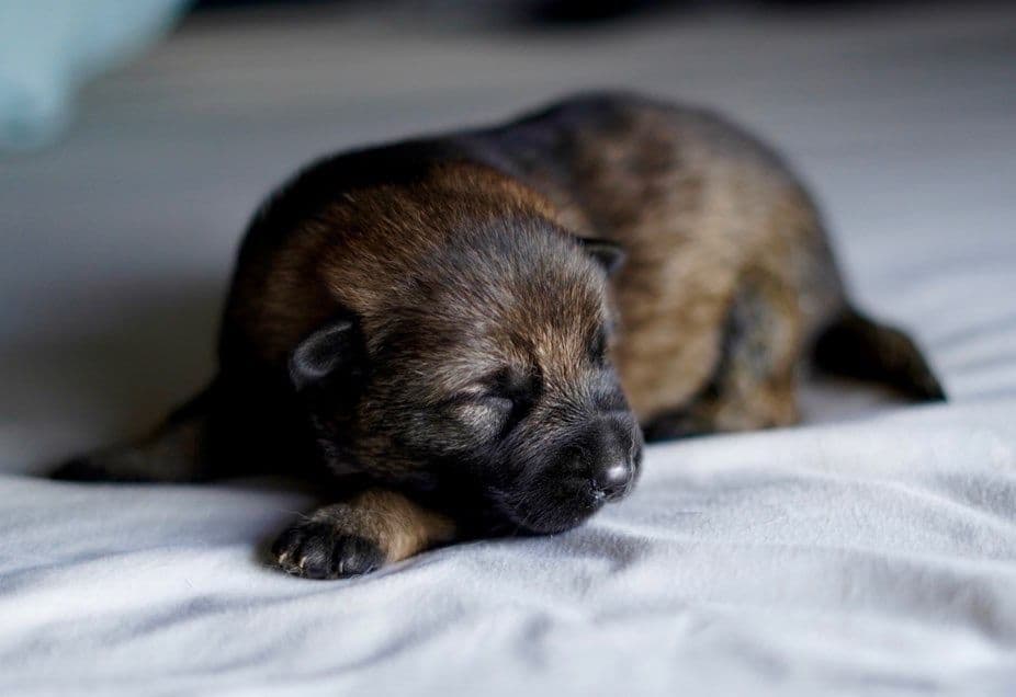 Top Working Bloodline German Shepherd Puppies breeder image 20