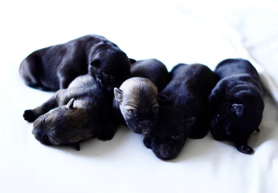 Top Working Bloodline German Shepherd Puppies breeder image 19