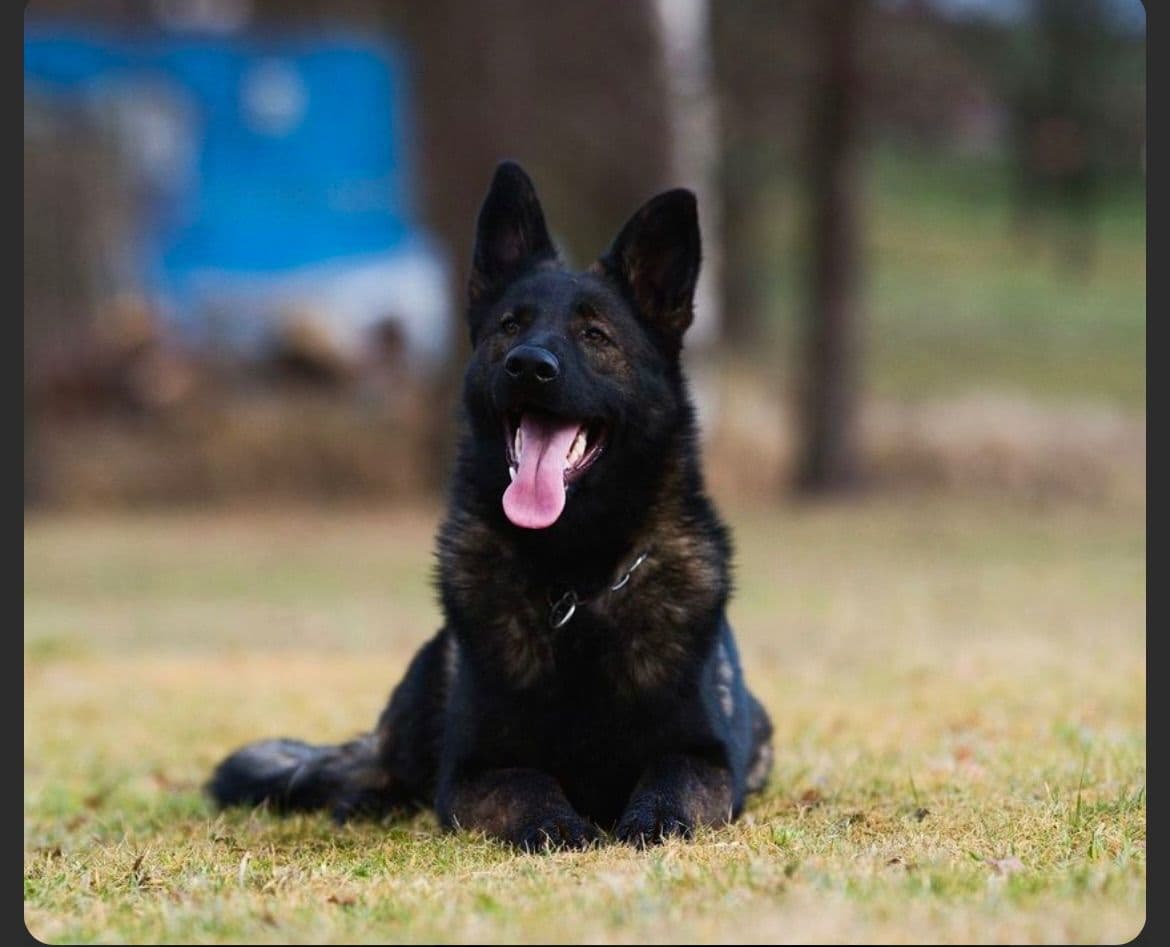Top Working Bloodline German Shepherd Puppies breeder image 22