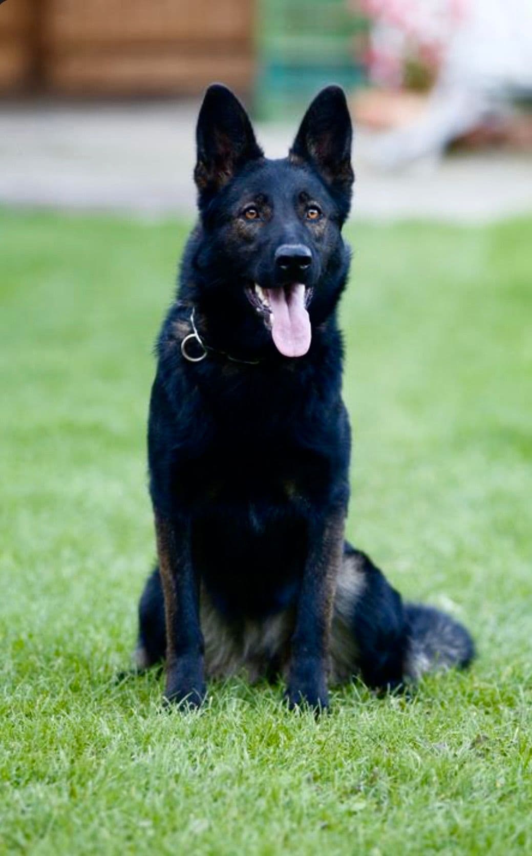Top Working Bloodline German Shepherd Puppies breeder image 23