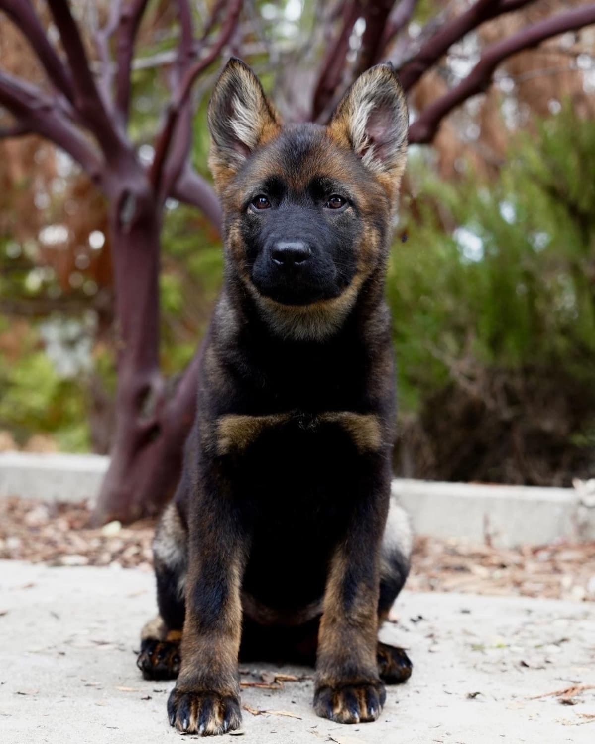 Top Working Bloodline German Shepherd Puppies breeder image 24