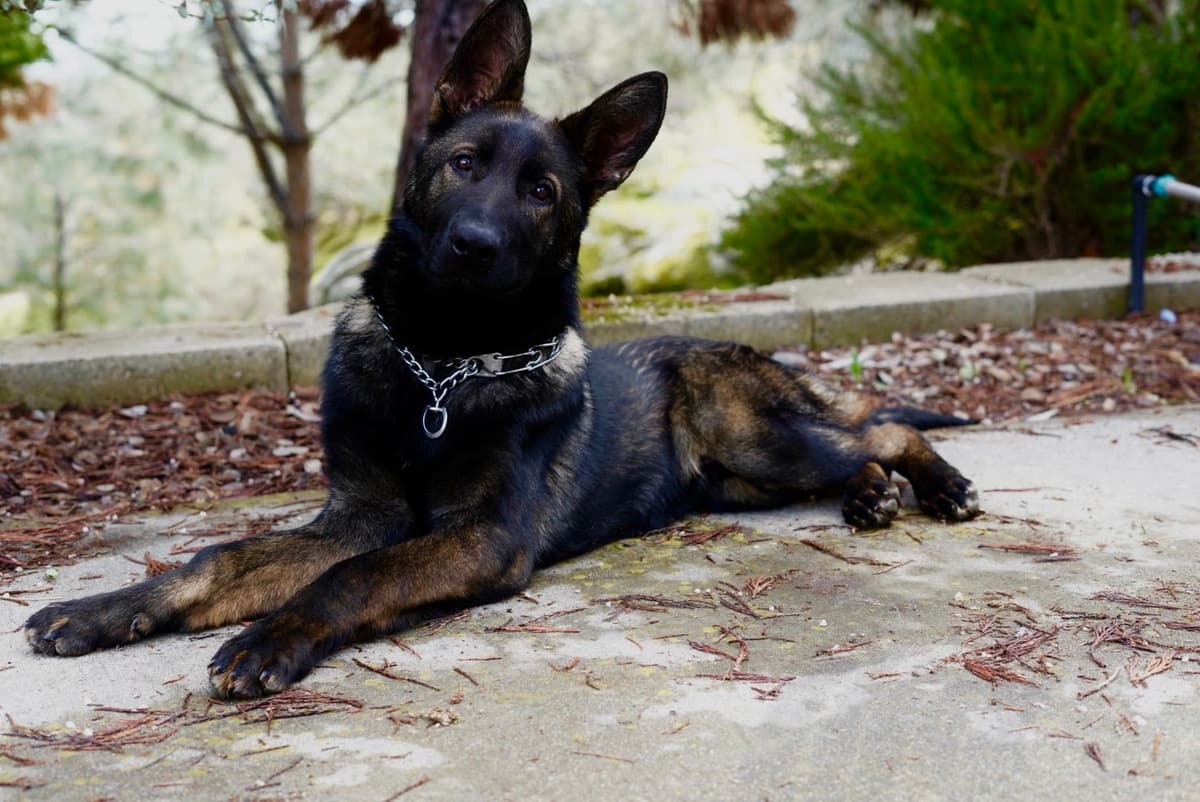 Top Working Bloodline German Shepherd Puppies breeder image 25