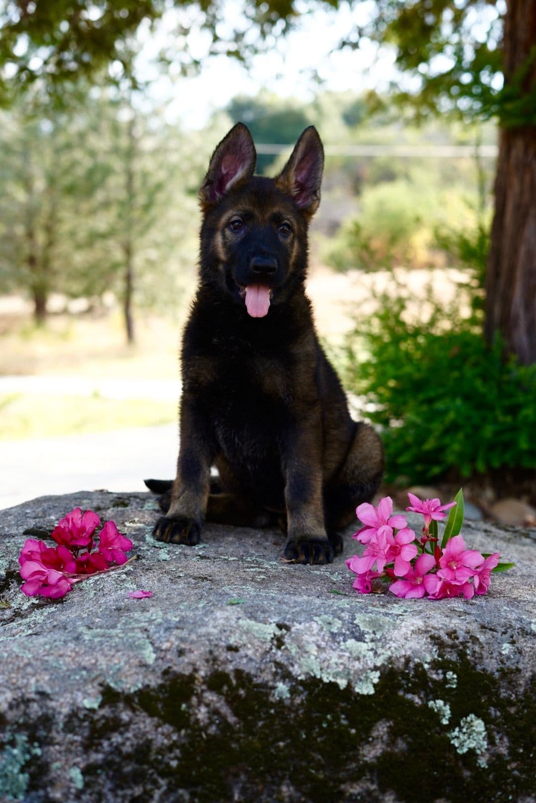 Top Working Bloodline German Shepherd Puppies breeder image 26