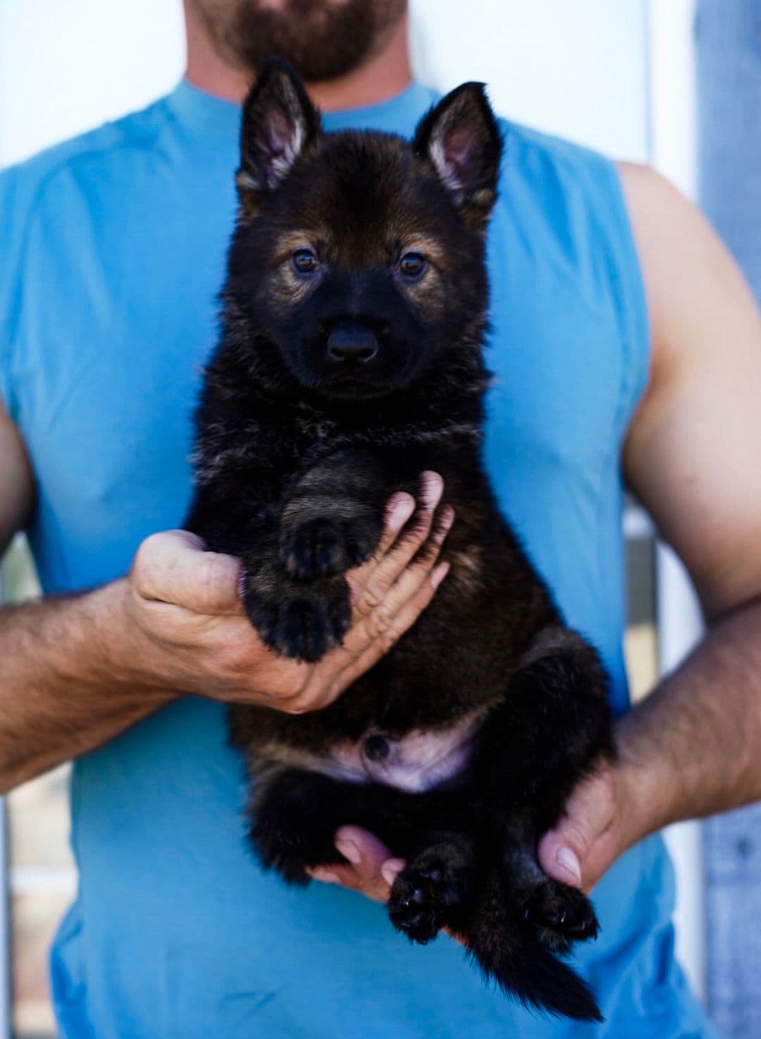 Top Working Bloodline German Shepherd Puppies breeder image 27
