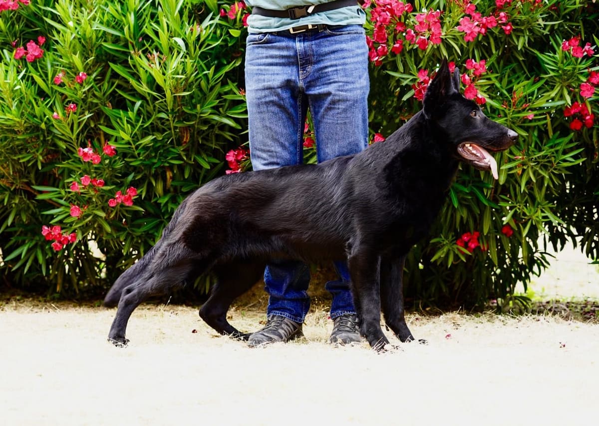 Top Working Bloodline German Shepherd Puppies breeder image 28