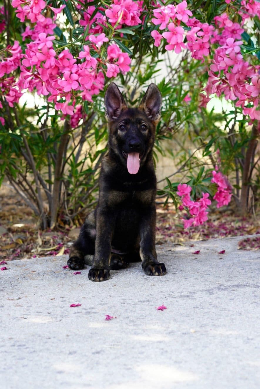 Top Working Bloodline German Shepherd Puppies breeder image 29