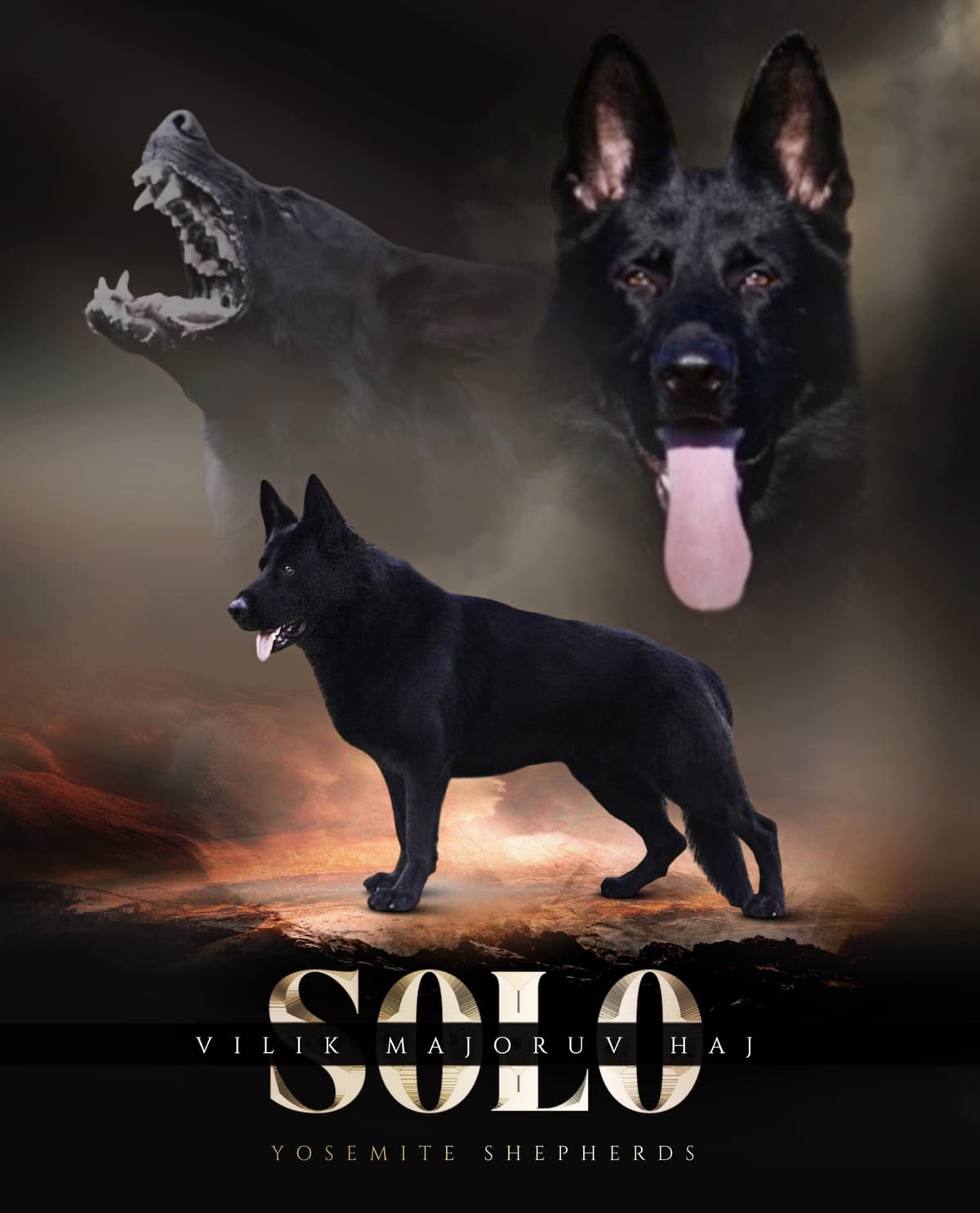Top Working Bloodline German Shepherd Puppies breeder image 2
