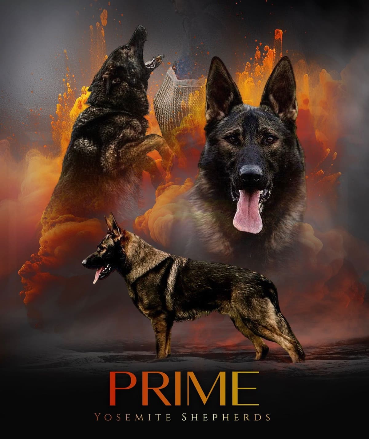 Top Working Bloodline German Shepherd Puppies breeder image 1