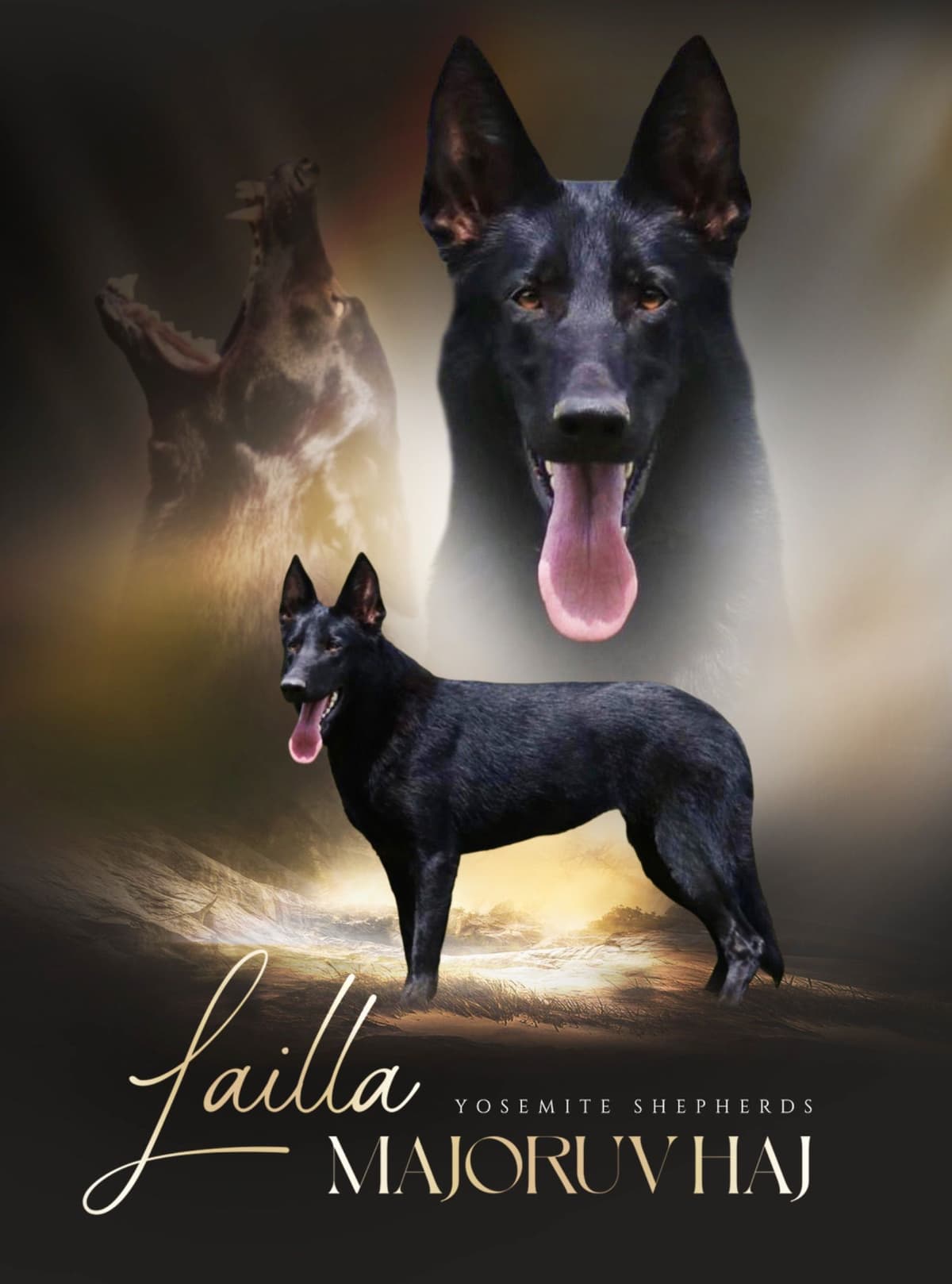 Top Working Bloodline German Shepherd Puppies breeder image 5