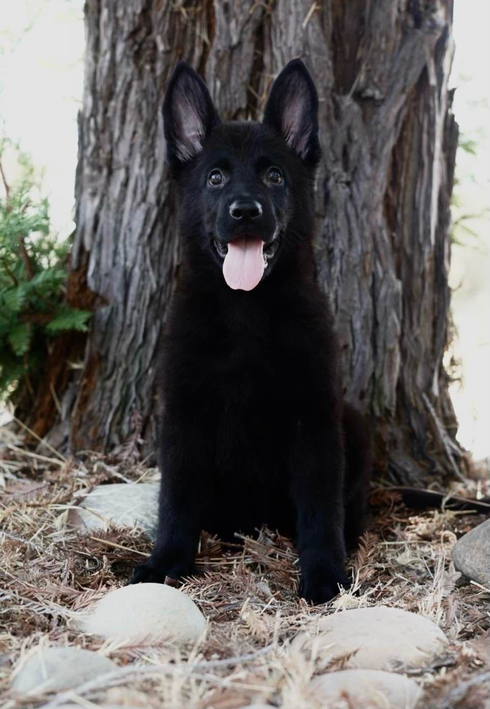 Top Working Bloodline German Shepherd Puppies breeder image 8