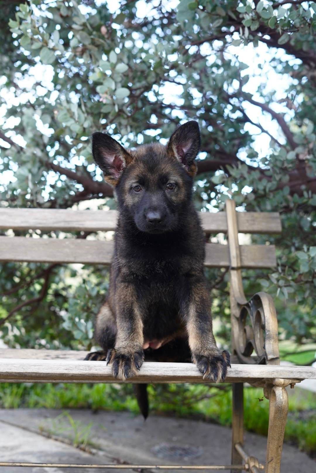 Top Working Bloodline German Shepherd Puppies breeder image 7