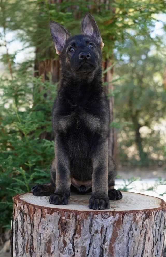 Top Working Bloodline German Shepherd Puppies media 2