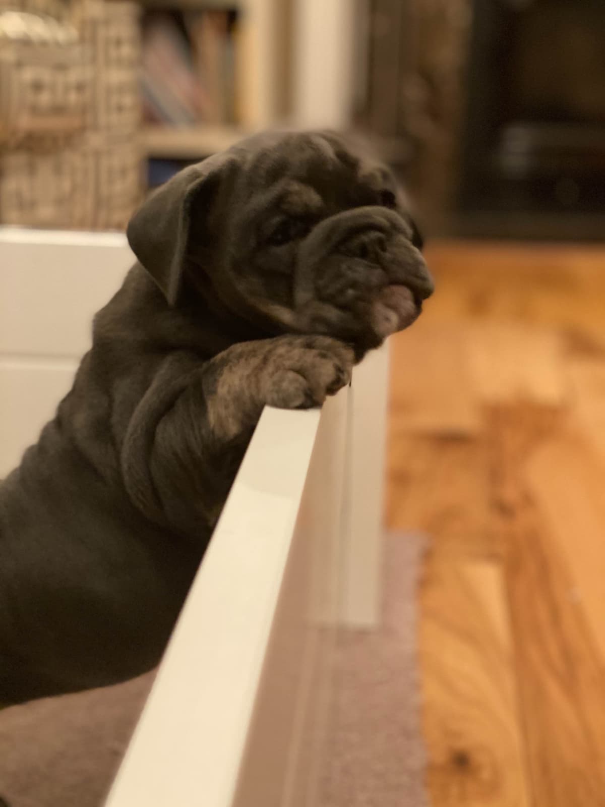 English Bulldog Puppies breeder image 2