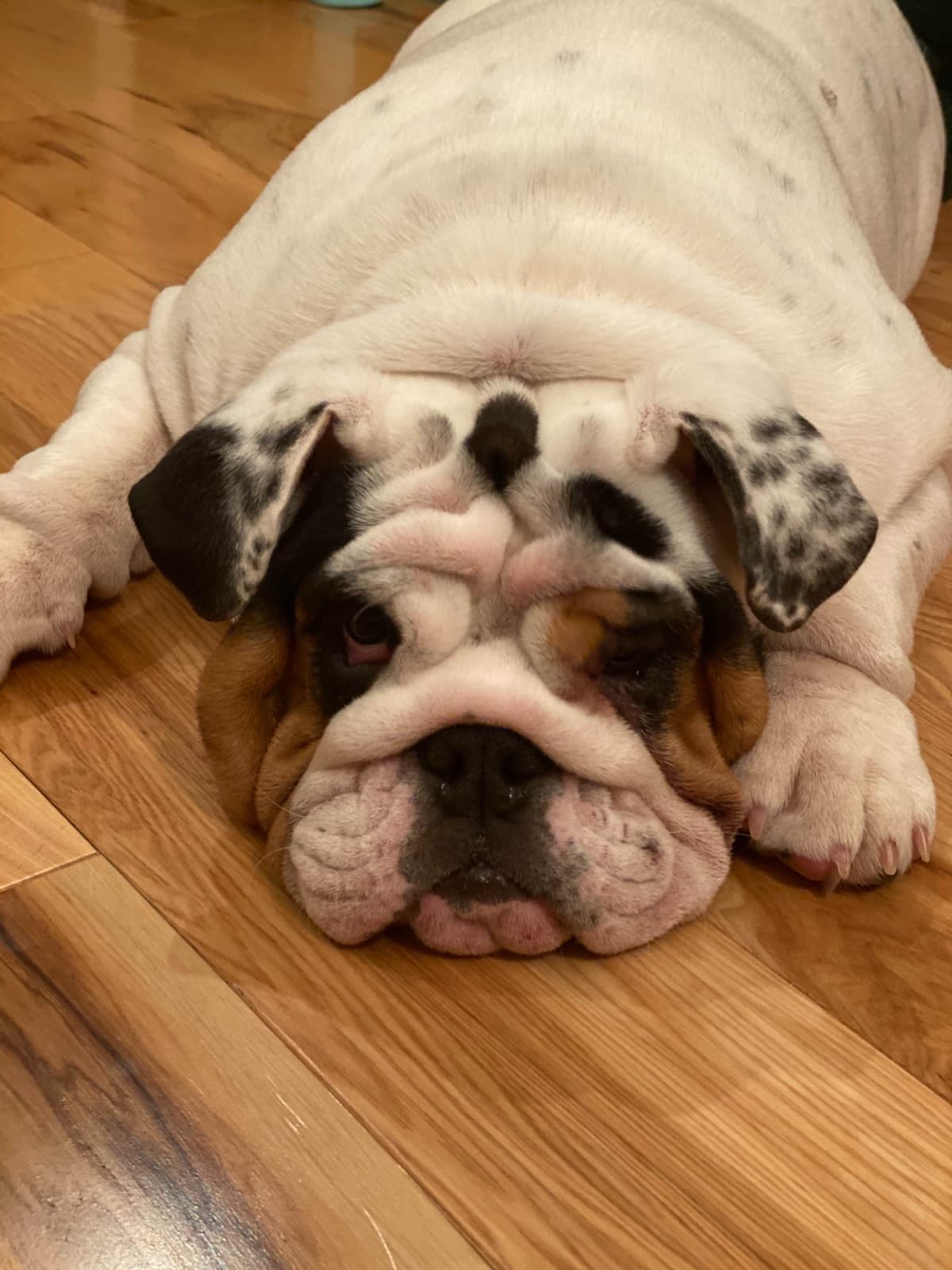 English Bulldog Puppies breeder image 1
