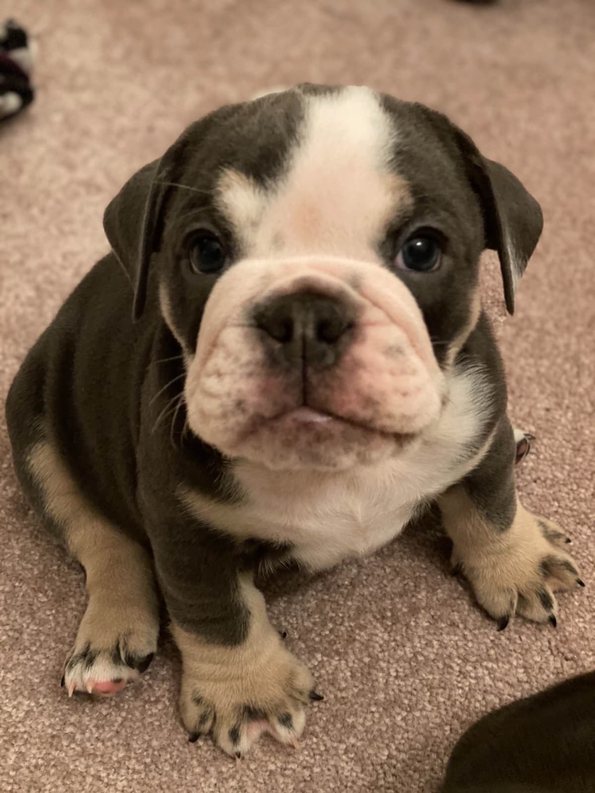 English Bulldog Puppies breeder image 4