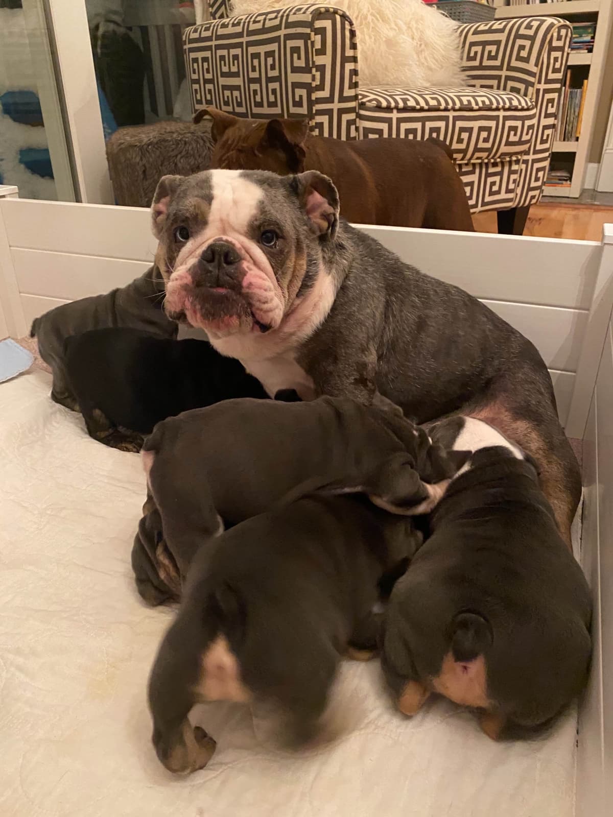 English Bulldog Puppies breeder image 5