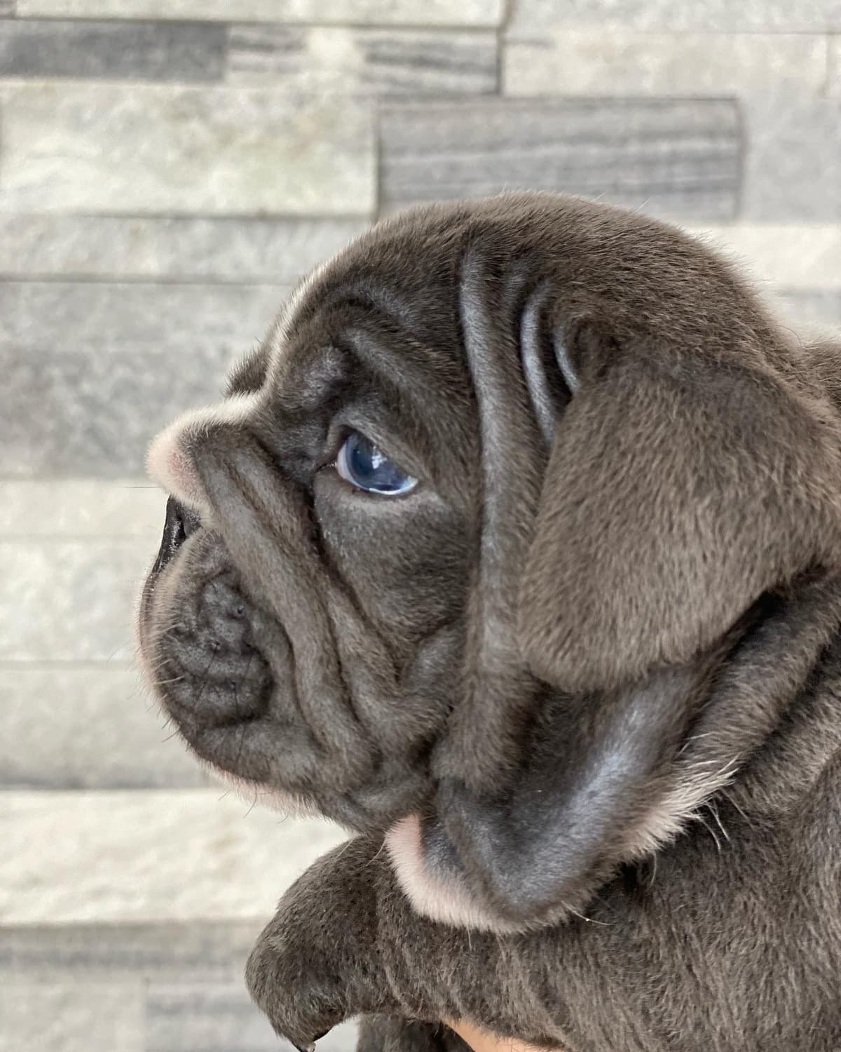 English Bulldog Puppies breeder image 6