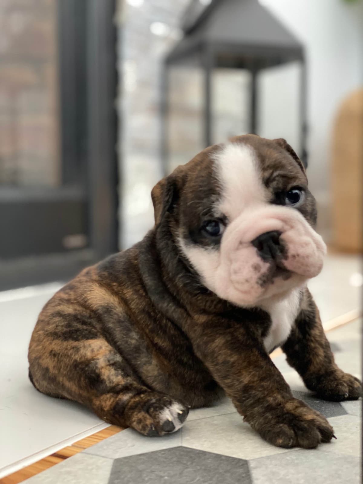 English Bulldog Puppies breeder image 7