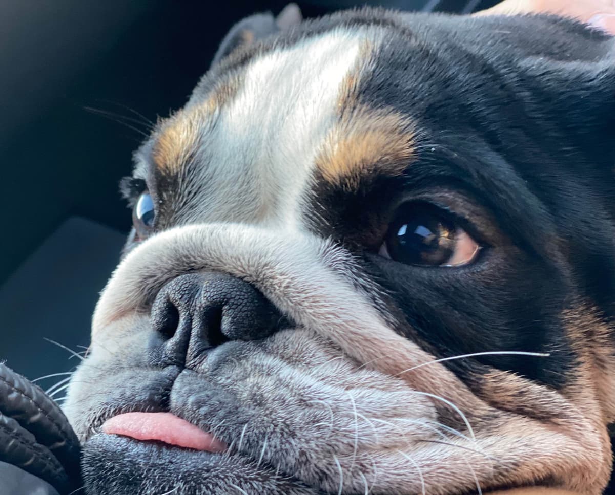 English Bulldog Puppies breeder image 8