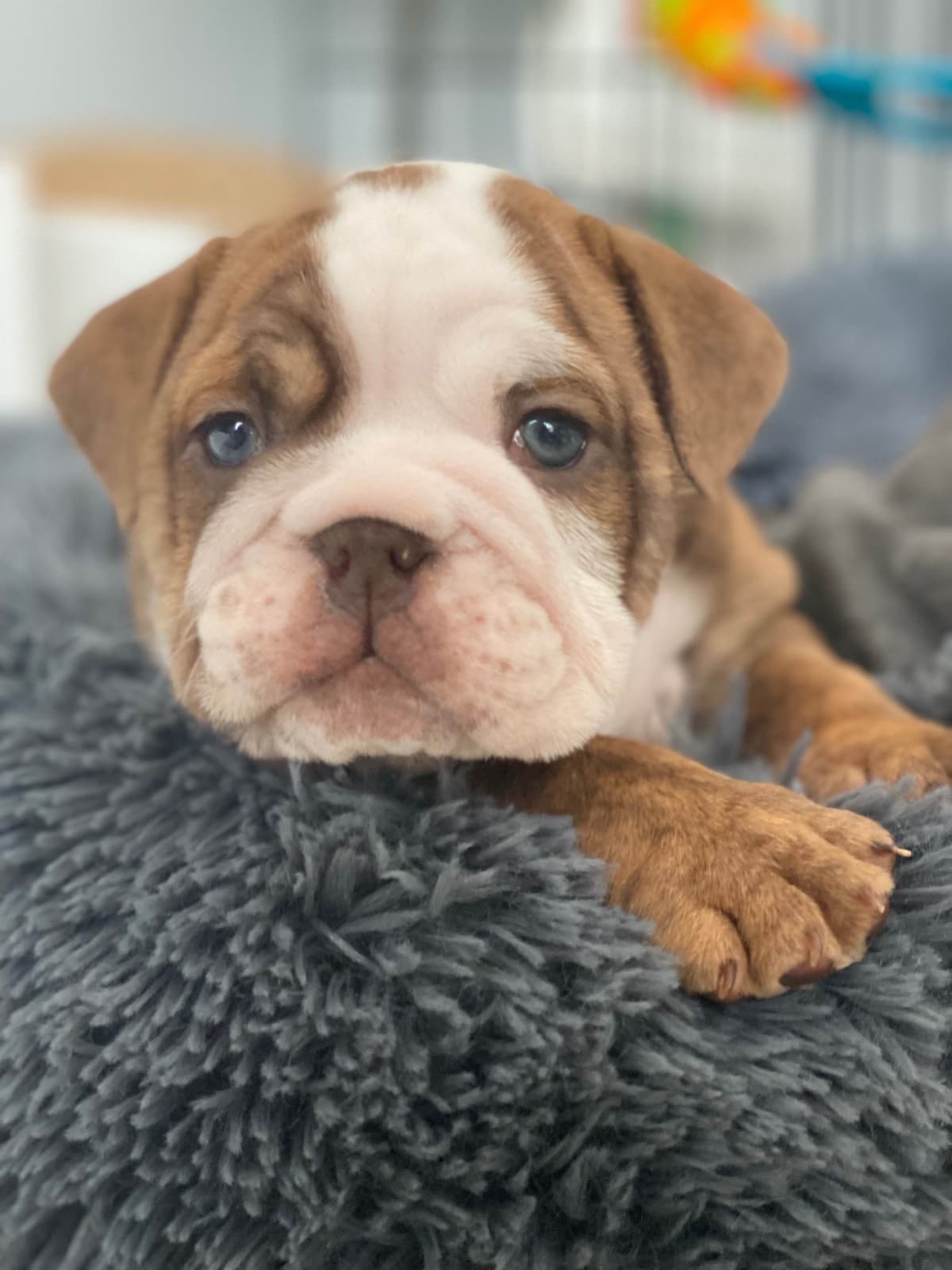 English Bulldog Puppies breeder image 10