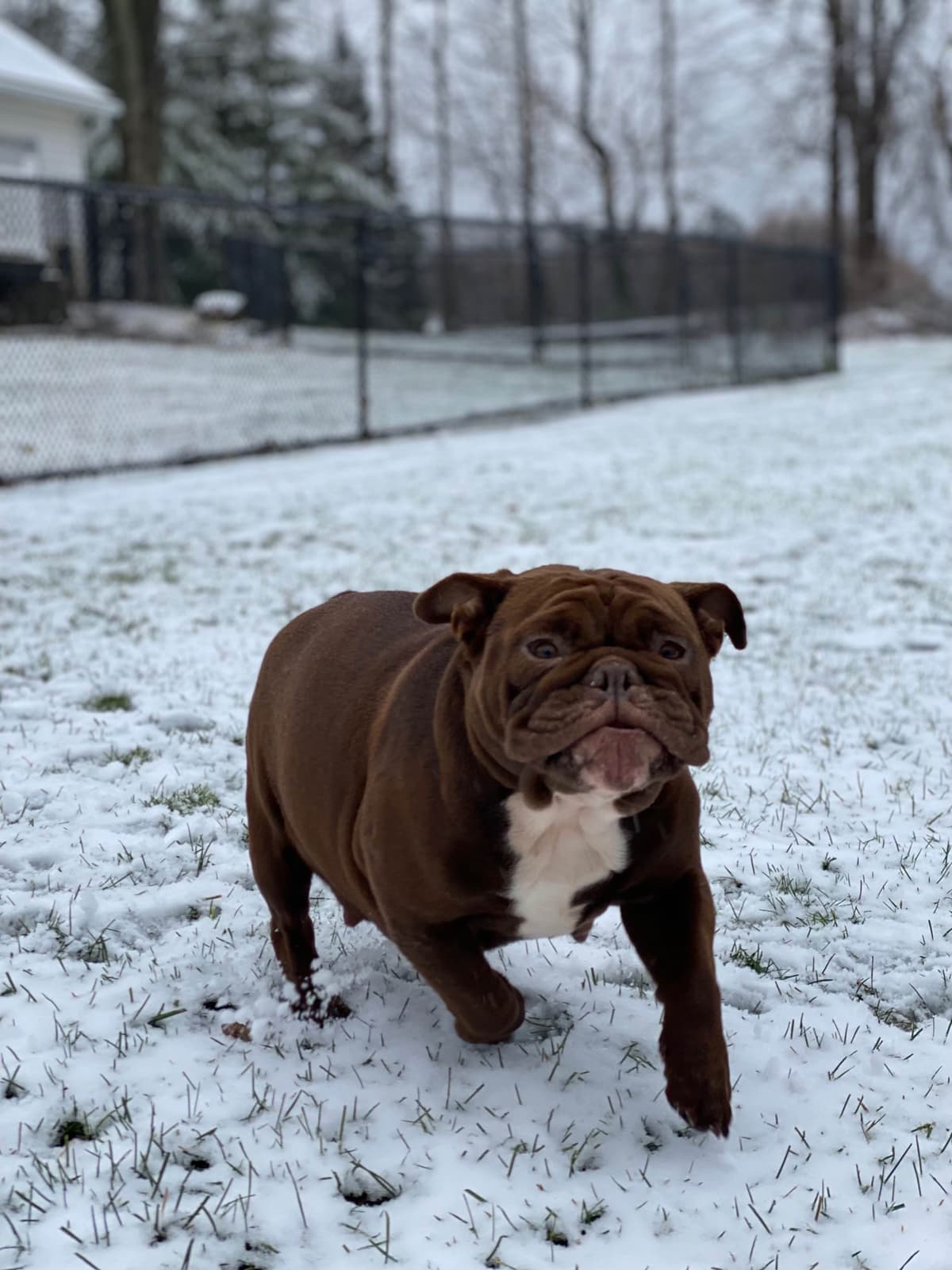 English Bulldog Puppies breeder image 11