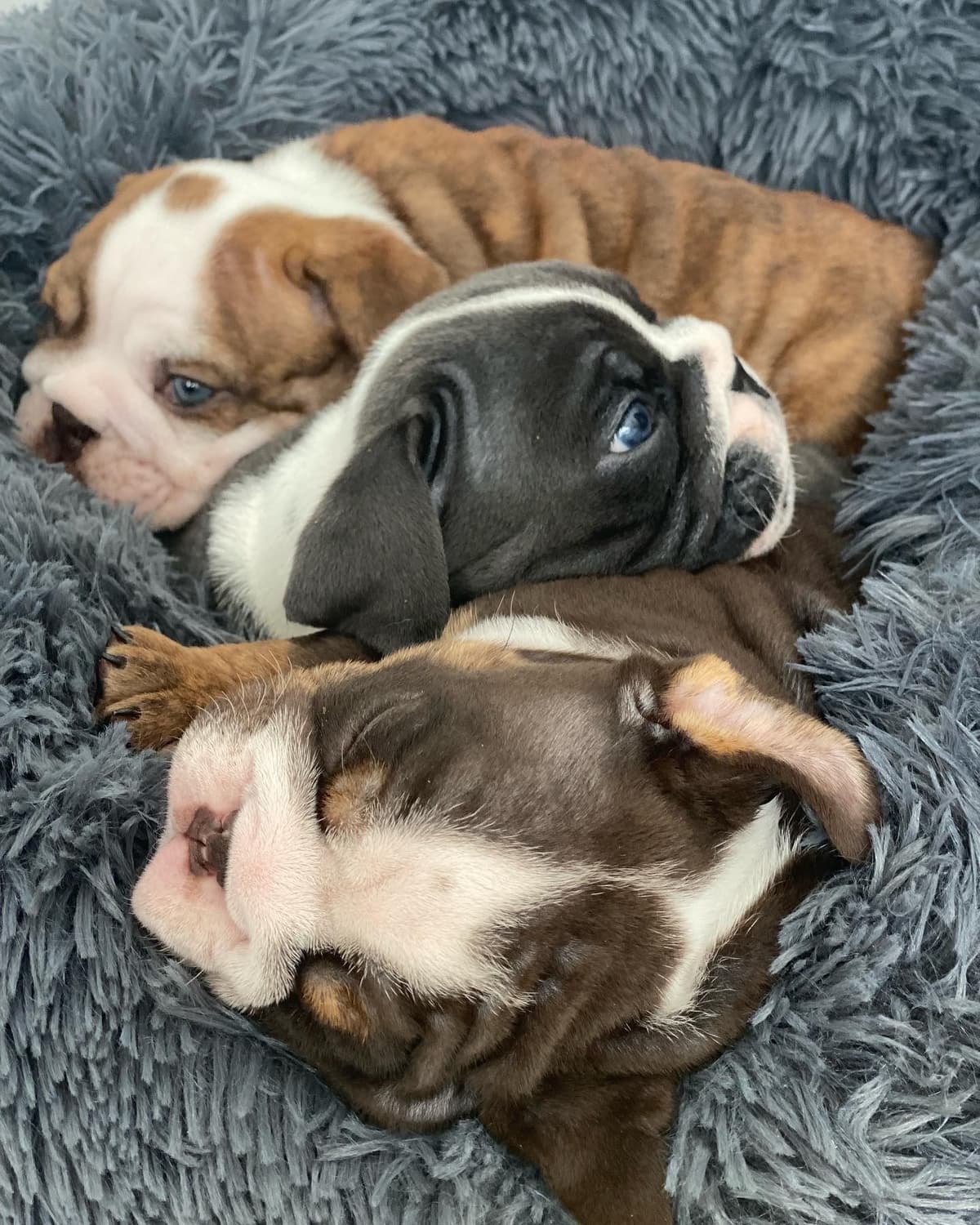 English Bulldog Puppies breeder image 9