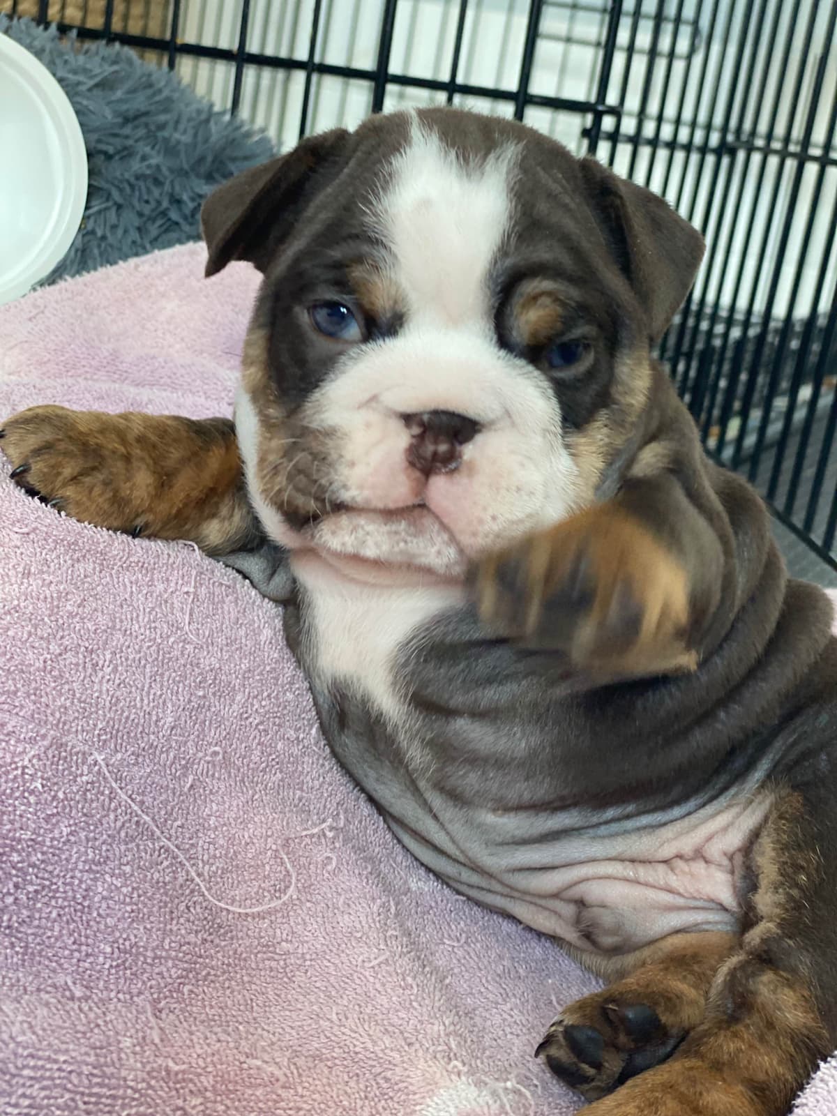 English Bulldog Puppies breeder image 12