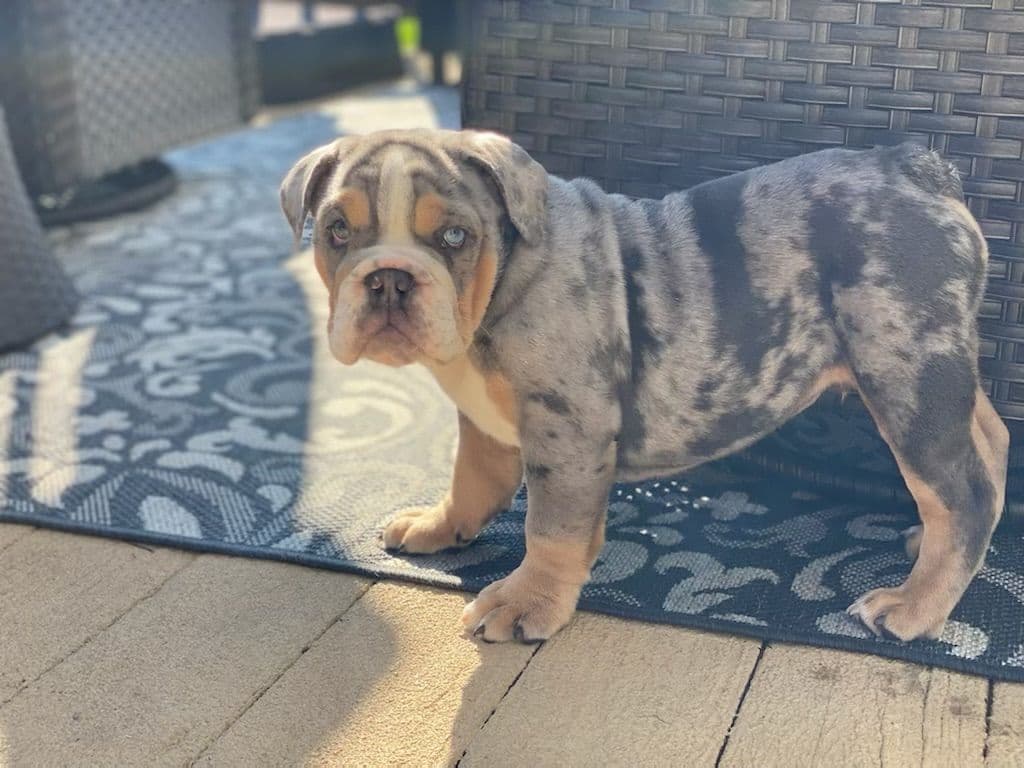 English Bulldog Puppies breeder image 13