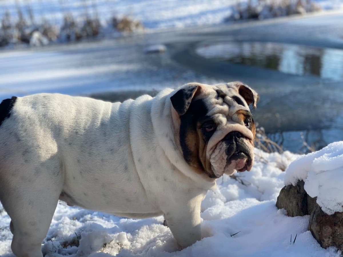 English Bulldog Puppies breeder image 14