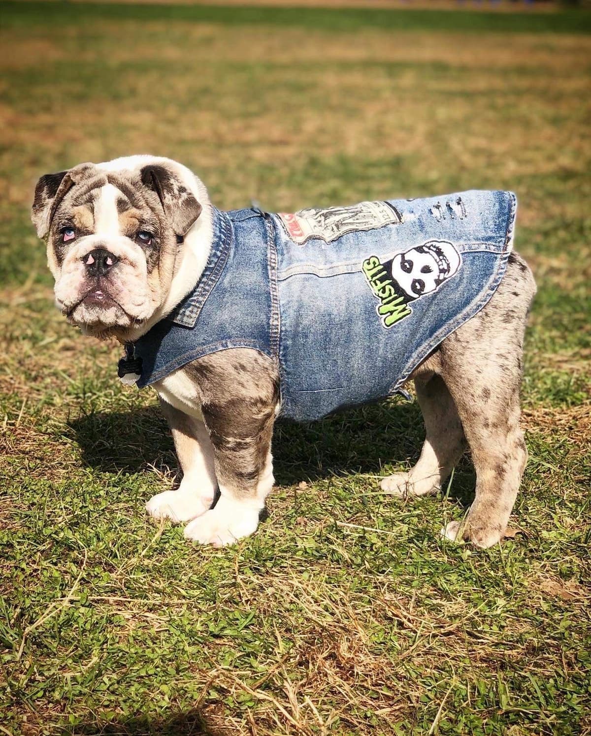 English Bulldog Puppies breeder image 15