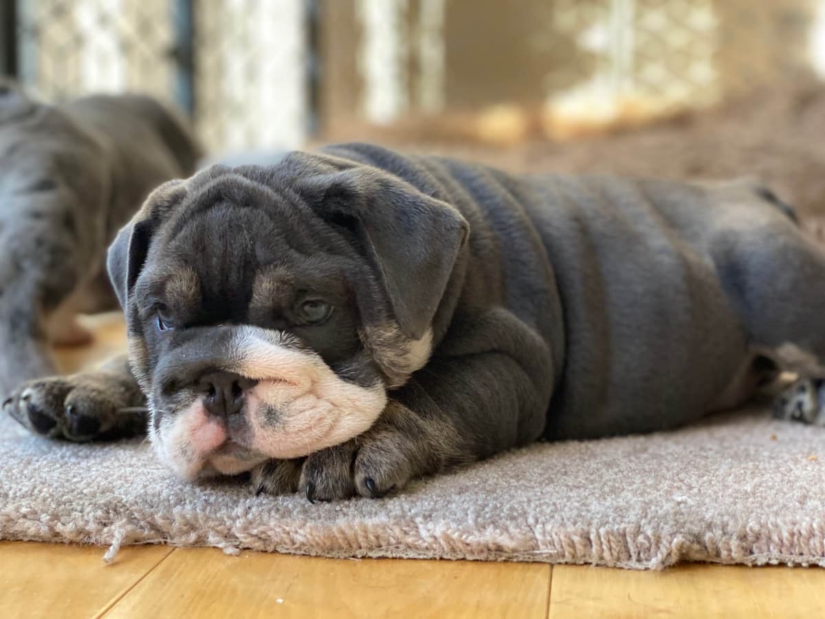 English Bulldog Puppies breeder image 16