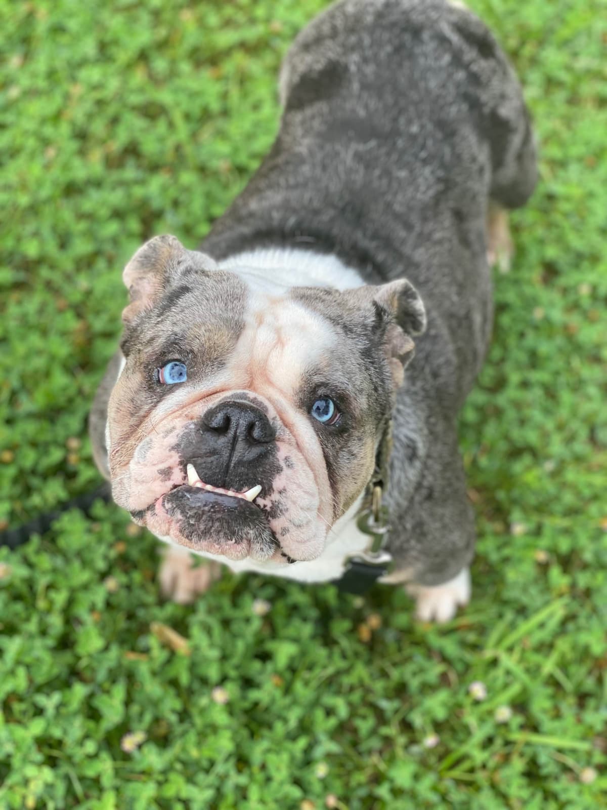 English Bulldog Puppies breeder image 18