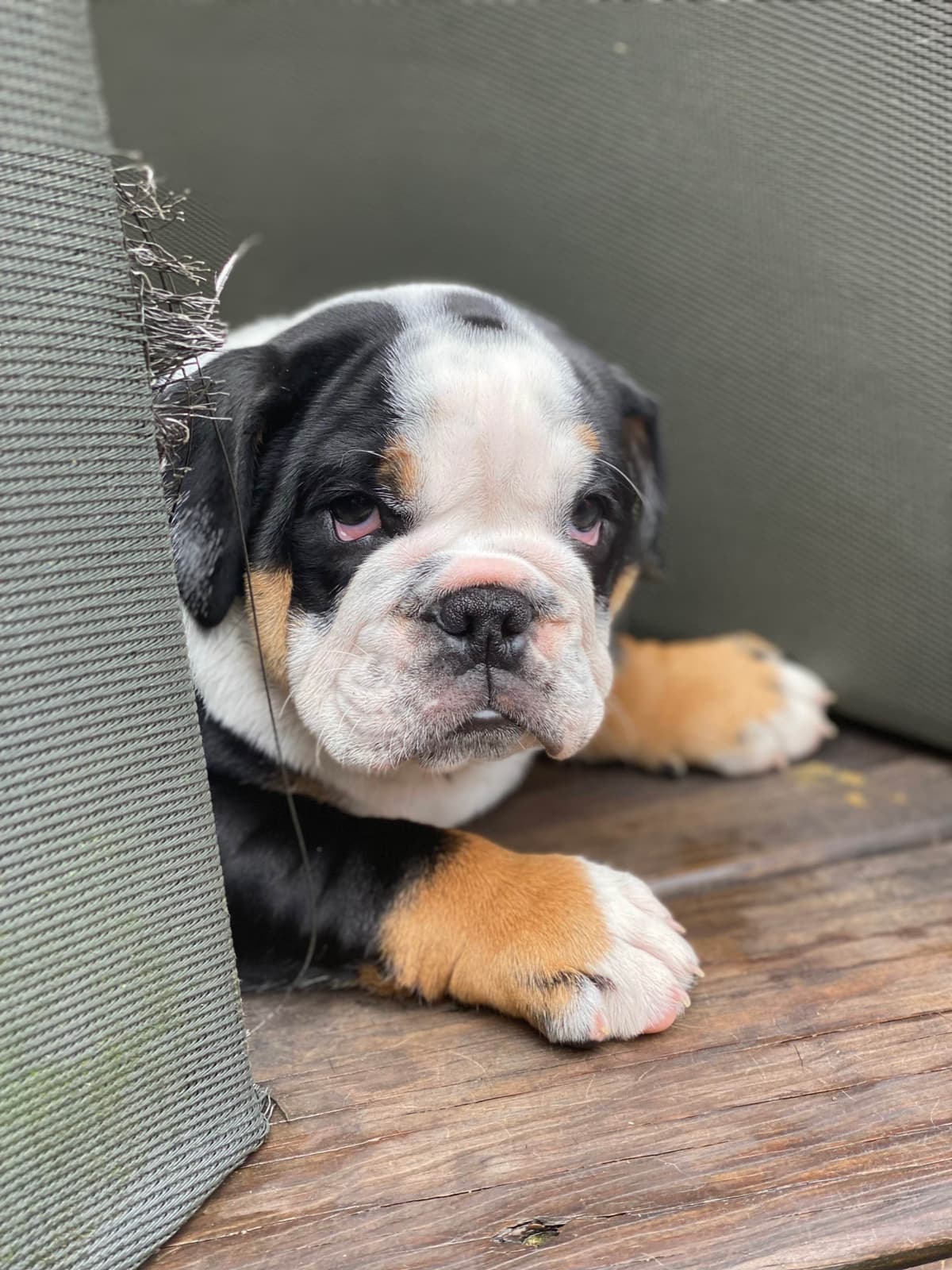 English Bulldog Puppies breeder image 19