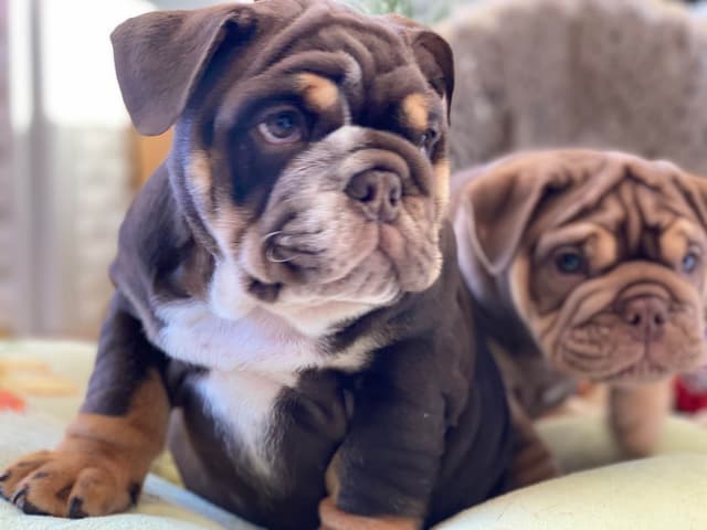 English Bulldog Puppies media 2