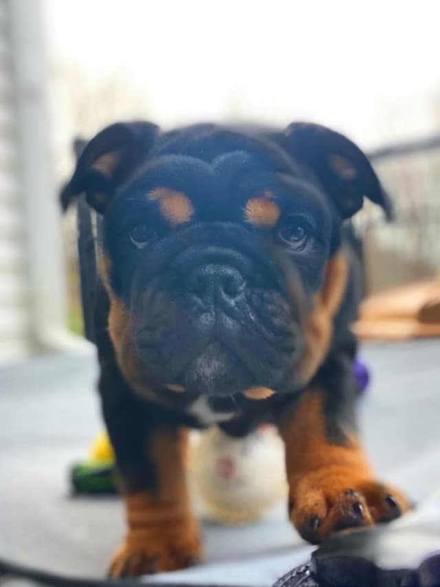 English Bulldog Puppies media 3